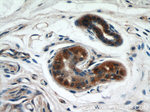 UBE2S Antibody in Immunohistochemistry (Paraffin) (IHC (P))