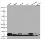 RPL9 Antibody in Western Blot (WB)