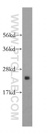 RPL9 Antibody in Western Blot (WB)