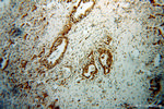 RPL17 Antibody in Immunohistochemistry (Paraffin) (IHC (P))