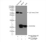 RPL17 Antibody in Immunoprecipitation (IP)