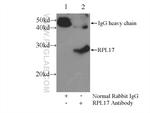 RPL17 Antibody in Immunoprecipitation (IP)