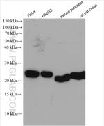 RPL17 Antibody in Western Blot (WB)