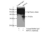 RPS3A Antibody in Immunoprecipitation (IP)