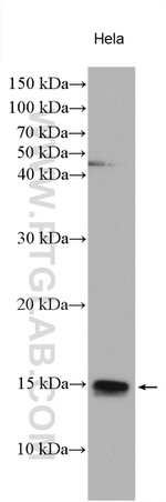 CDC26 Antibody in Western Blot (WB)