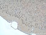 CDC26 Antibody in Immunohistochemistry (Paraffin) (IHC (P))