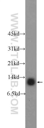 CDC26 Antibody in Western Blot (WB)