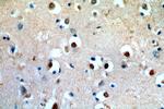 APC4 Antibody in Immunohistochemistry (Paraffin) (IHC (P))