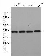 APC4 Antibody in Western Blot (WB)