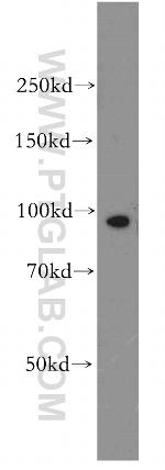 APC4 Antibody in Western Blot (WB)