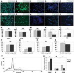 CD133 (Prominin-1) Antibody in Immunocytochemistry (ICC/IF)
