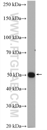 Kir2.2 Antibody in Western Blot (WB)