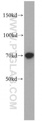 RUFY2 Antibody in Western Blot (WB)