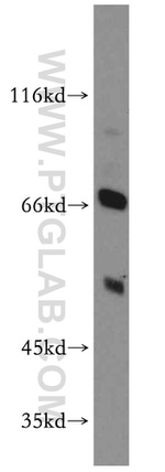 RUFY2 Antibody in Western Blot (WB)