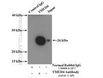 TMED4 Antibody in Immunoprecipitation (IP)
