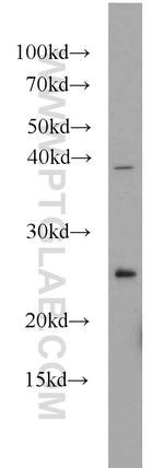 TMED4 Antibody in Western Blot (WB)