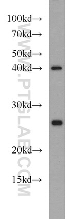 TMED4 Antibody in Western Blot (WB)
