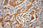 ISYNA1 Antibody in Immunohistochemistry (Paraffin) (IHC (P))