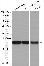 Synaptoporin Antibody in Western Blot (WB)