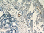 Synaptoporin Antibody in Immunohistochemistry (Paraffin) (IHC (P))