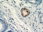 Synaptoporin Antibody in Immunohistochemistry (Paraffin) (IHC (P))