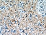 Synaptoporin Antibody in Immunohistochemistry (Paraffin) (IHC (P))