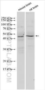 LMX1A Antibody in Western Blot (WB)