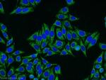 SHMT1 Antibody in Immunocytochemistry (ICC/IF)