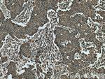SHMT1 Antibody in Immunohistochemistry (Paraffin) (IHC (P))