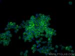 LILRB2 Antibody in Immunocytochemistry (ICC/IF)