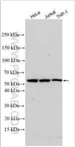 LILRB2 Antibody in Western Blot (WB)