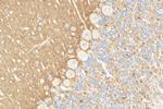 SLC26A11 Antibody in Immunohistochemistry (Paraffin) (IHC (P))