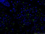 KRAP/SSFA2 Antibody in Immunohistochemistry (PFA fixed) (IHC (PFA))