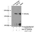 KRAP/SSFA2 Antibody in Immunoprecipitation (IP)