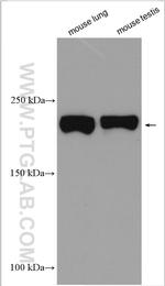 KRAP/SSFA2 Antibody in Western Blot (WB)