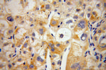 MIPOL1 Antibody in Immunohistochemistry (Paraffin) (IHC (P))