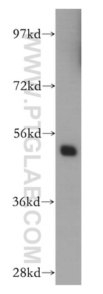 MIPOL1 Antibody in Western Blot (WB)