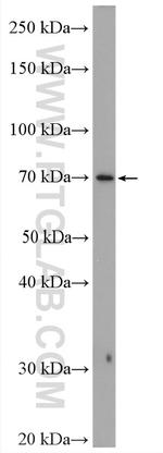 EBF1 Antibody in Western Blot (WB)