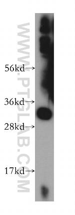 SLC25A45 Antibody in Western Blot (WB)