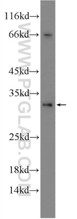 HVCN1 Antibody in Western Blot (WB)