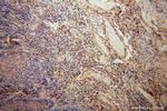 BET1L Antibody in Immunohistochemistry (Paraffin) (IHC (P))