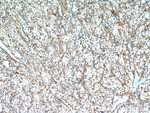 PTH2R Antibody in Immunohistochemistry (Paraffin) (IHC (P))