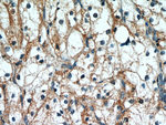 PTH2R Antibody in Immunohistochemistry (Paraffin) (IHC (P))