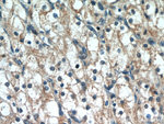 PTH2R Antibody in Immunohistochemistry (Paraffin) (IHC (P))