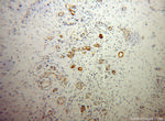 PTH2R Antibody in Immunohistochemistry (Paraffin) (IHC (P))