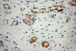 PTH2R Antibody in Immunohistochemistry (Paraffin) (IHC (P))