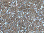 IRF9 Antibody in Immunohistochemistry (Paraffin) (IHC (P))