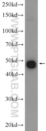 IRF9 Antibody in Western Blot (WB)