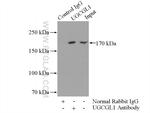 UGCGL1 Antibody in Immunoprecipitation (IP)