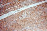 XPR1 Antibody in Immunohistochemistry (Paraffin) (IHC (P))